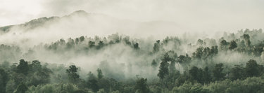 Misty New Zealand native forest emphasising that Mynd is grown in Aotearoa 